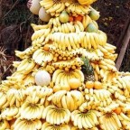 Tally APE, tally the bananas ...