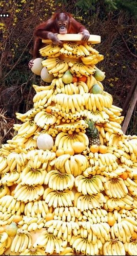 Tally APE, tally the bananas ...